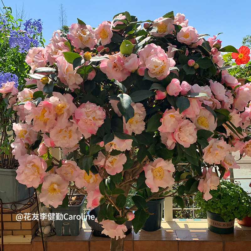 天狼山茶花香妃十八学士庭院花园喜光易养观赏性花卉绿植盆栽,淘宝优惠券,粉丝福利购,淘宝优惠卷