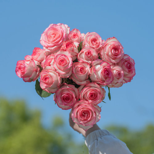 【爱莎】天狼月季阳台灌木淡香多季开花观赏性花卉盆栽苗新手推荐 - 图1