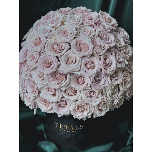 天狼月季非自育1.2升庭院阳台玫瑰苗花卉果汁黑巴克藤本带盆栽好 - 图0