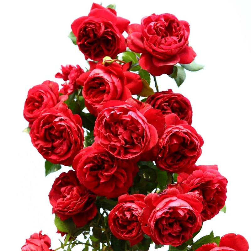 天狼月季 玫瑰国度的天使 抗病大花爬藤拱门大型藤本月季盆栽苗,淘宝优惠券,粉丝福利购,淘宝优惠卷