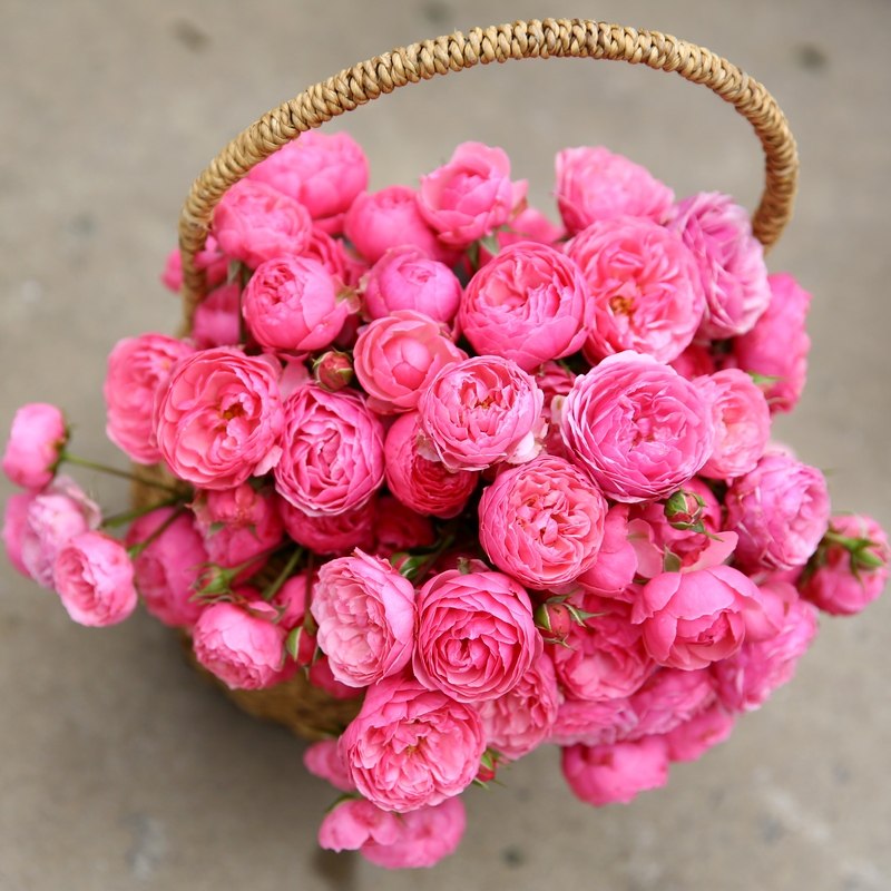 天狼月季艾拉绒球月季玫瑰多季勤花抗病可灌可藤月季,淘宝优惠券,粉丝福利购,淘宝优惠卷