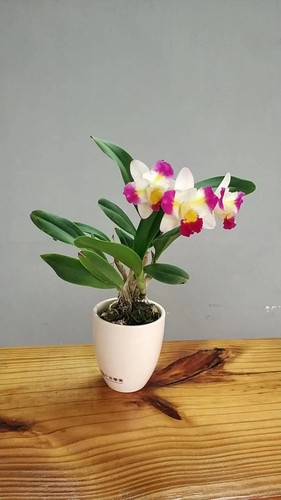 卡特兰浓香大花进口品种卡特兰花苗洋兰盆栽附生兰苗稀少品种特价 - 图3