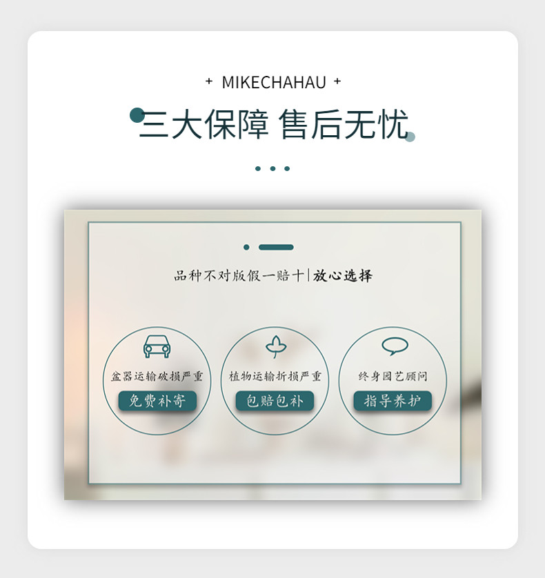 米可直播专拍一物一拍茶花盆栽木本花卉,淘宝优惠券,粉丝福利购,淘宝优惠卷