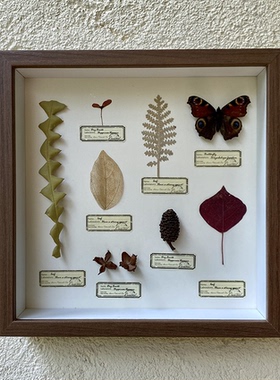 独树一帜蝴蝶果实植物标本装饰画