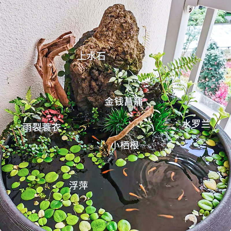 古法鱼缸造景全套生态养鱼水草植物套餐浮萍水芙蓉绿菊水草缸鱼草