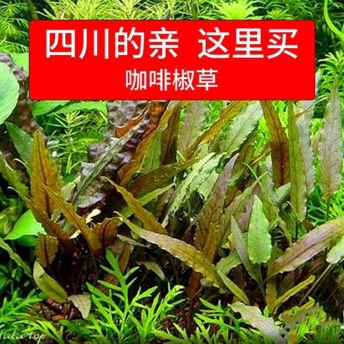 鱼缸造景水草咖啡椒自养草水中叶咖啡椒草中钱景草活体懒人装饰草 - 图2