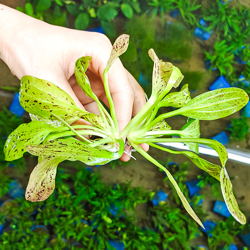 鱼缸造景真水草花旦皇冠类阴性水培绿植金鱼草缸养鱼生态无土水草-图0