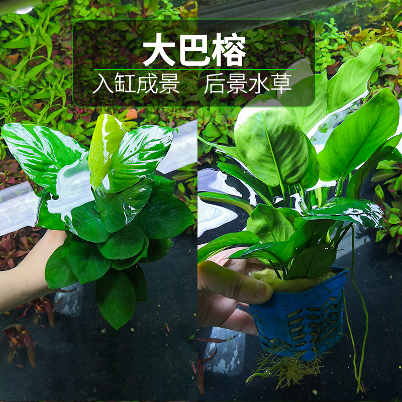 水榕水草活体鱼缸造景淡水植物懒人水族装饰阴性水草大叶榕大巴榕-图2