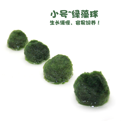 绿藻球活体淡水水草植物水藻球鱼缸造景装饰前景懒人水草球海藻球 - 图1
