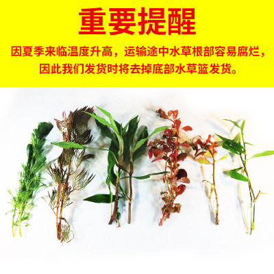 鱼缸造景水草咖啡椒自养草水中叶咖啡椒草中钱景草活体懒人装饰草 - 图1