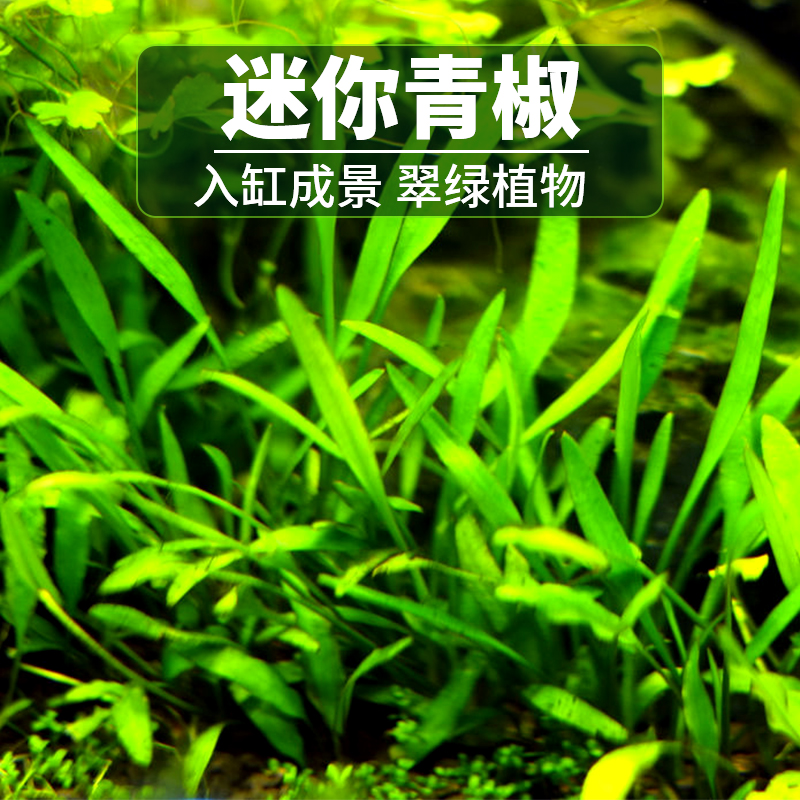 迷你椒草鱼缸中前景造景草淡水真椒草类迷你绿叶椒活体水族箱装饰 - 图0