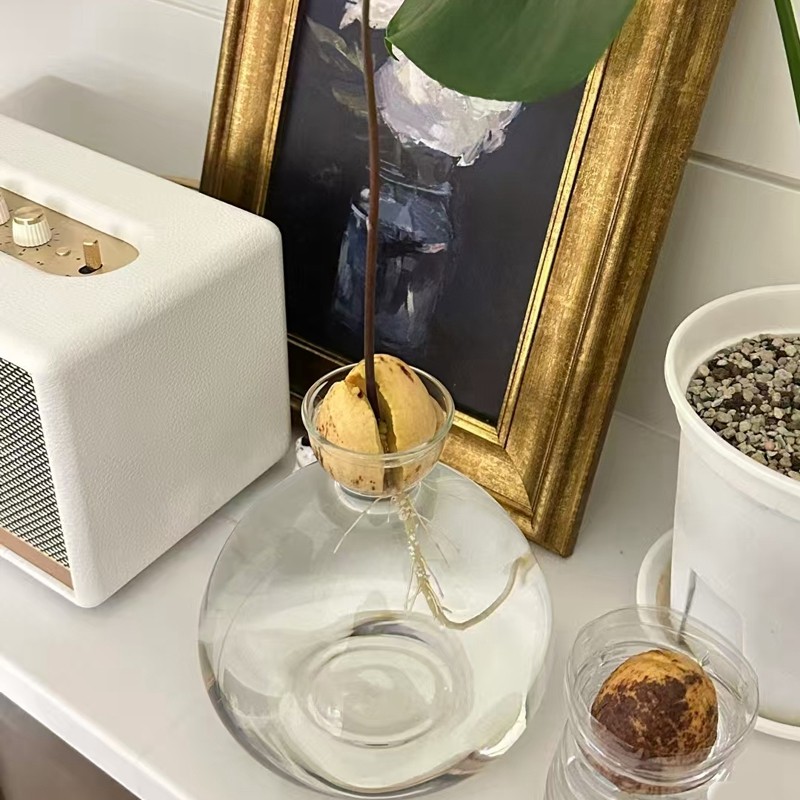 牛油果水培花瓶牛油果核种子种植养成专用花瓶容器器皿大号园艺,淘宝优惠券,粉丝福利购,淘宝优惠卷