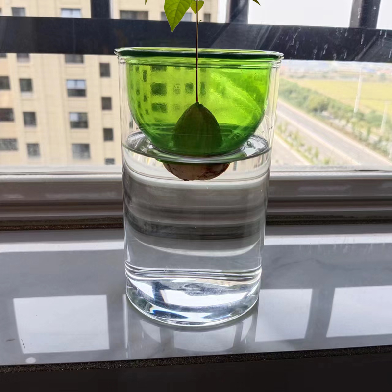 牛油果花瓶水培种植瓶牛油果核分离式养殖玻璃瓶子牛油果种子花盆