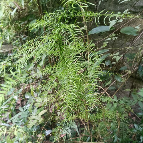 天门冬贵州深山农家自采野外生长无硫天门冬三百磅泡酒材料250克 - 图2