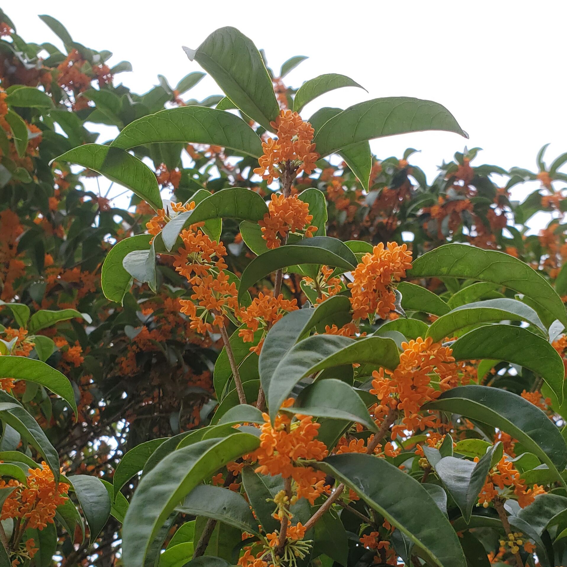 奉化天然桂花丹桂香浓色美桂花干可泡水做蜜饯干净无杂质 - 图2