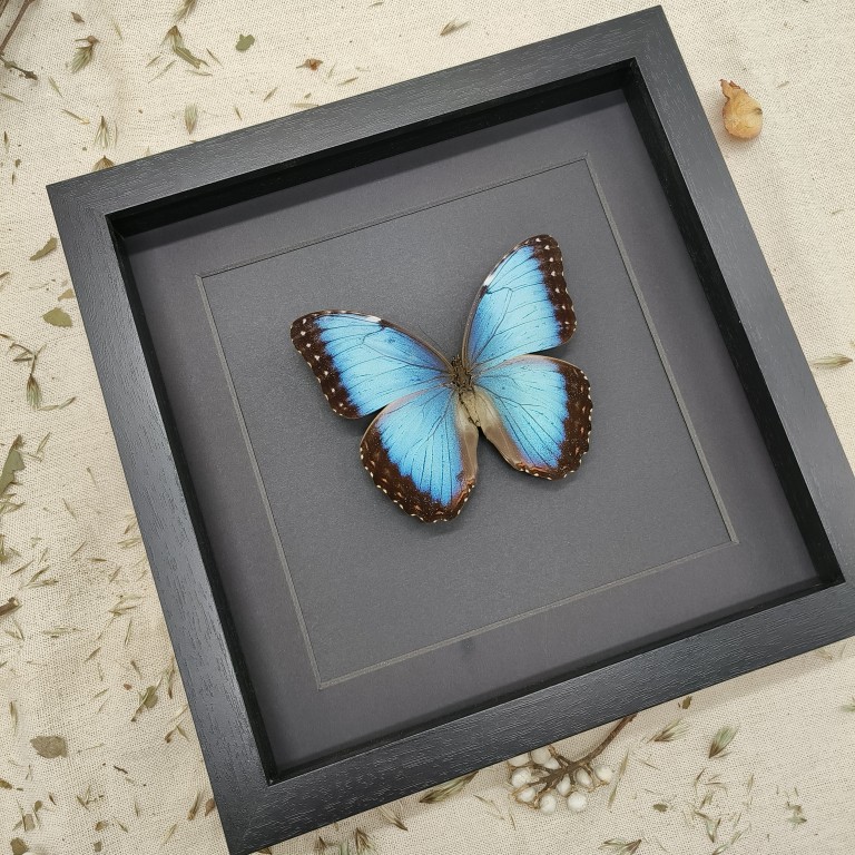 蝶语：海伦闪蝶 蓝闪蝶 已展翅蝴蝶标本装饰画圣诞新年节日礼物 - 图2