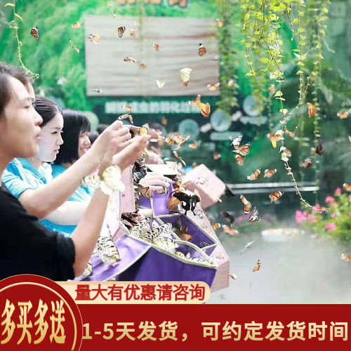蝶语：真活蝴蝶蛹卵幼虫蝴蝶 蝴蝶养殖蝴蝶婚礼放飞科普教育礼物 - 图2