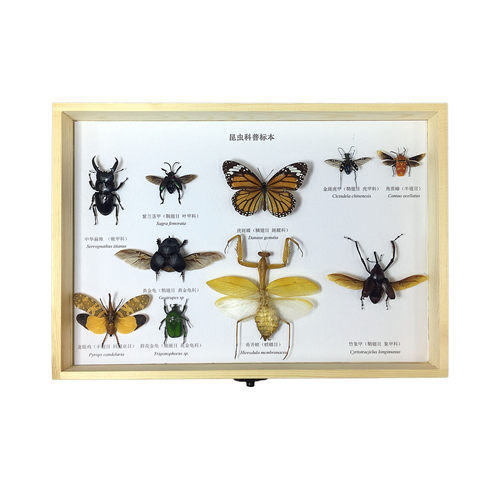 蝶语 昆虫蝴蝶标本原木立体框天牛甲虫蝉标本学生科普教材展览 - 图3