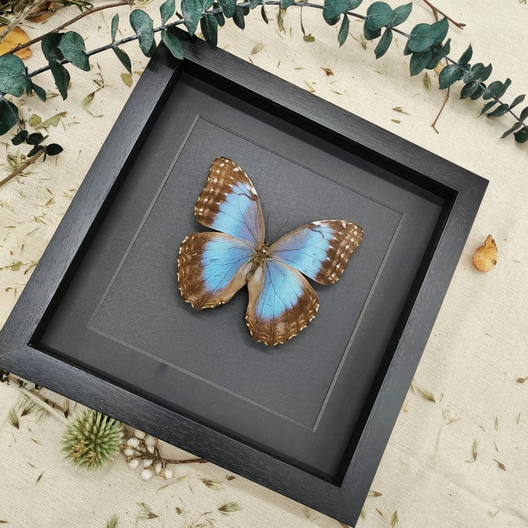 蝶语：海伦闪蝶 蓝闪蝶 已展翅蝴蝶标本装饰画圣诞新年节日礼物 - 图1