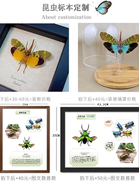 真昆虫甲虫标本锹甲彩虹锹鬼艳锹