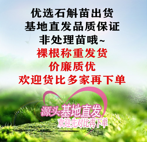 石斛兰花苗称斤正货非尾货处理大丛优先临安斛苑基地直发生命力强 - 图0