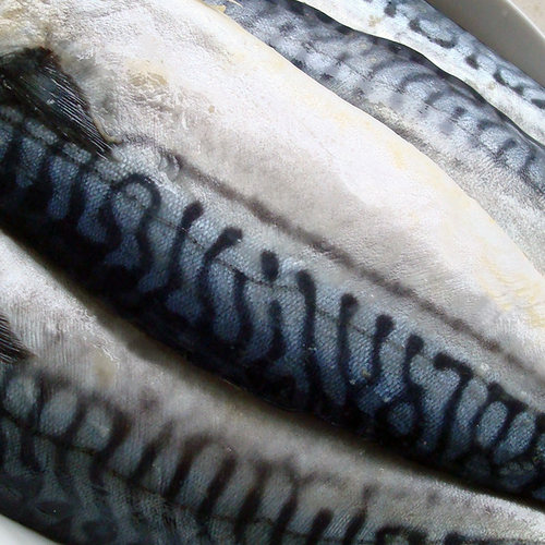 宁波特产冷冻海鲜咸鲐鱼500g咸鱼去骨湿鲐鲅鱼肉舟山马鲛鱼青花鱼 - 图1