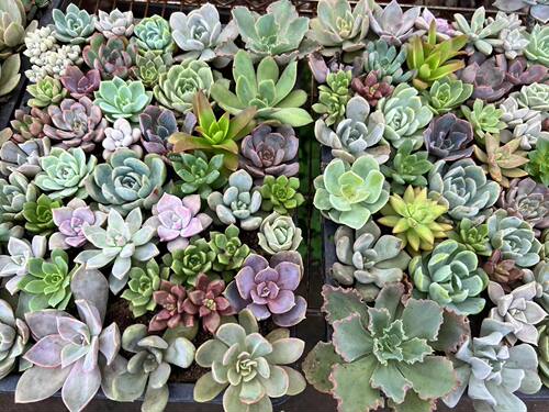 【多肉小苗】2年小苗 好养活的多肉植物满18元包邮 紫月多肉花园 - 图0