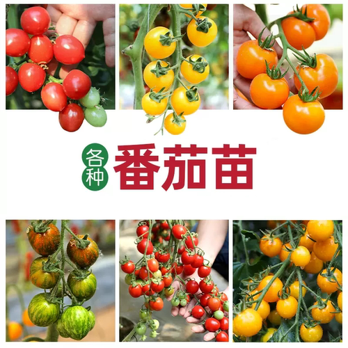 番茄圣女果西红柿苗辣椒苗茄子苗甜瓜苗寿光蔬菜秧苗大全种子孑 - 图2