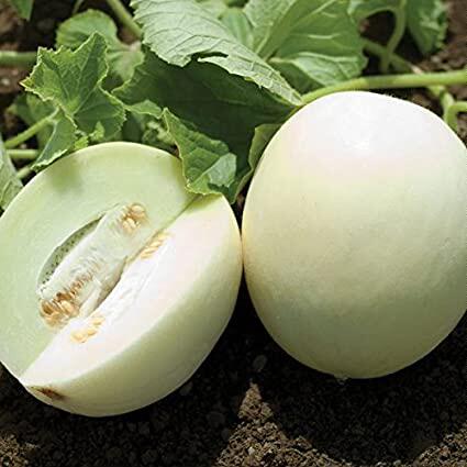 超甜早熟白凤白沙蜜甜瓜西瓜四季春季可盆栽菜园蔬菜水果种子籽孑 - 图1
