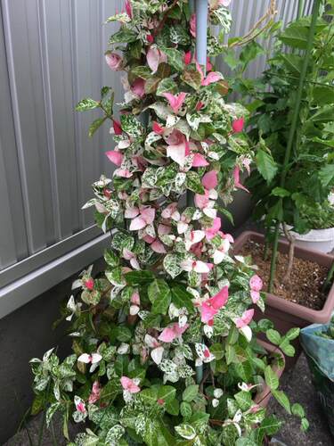 花叶黄金五彩络石绿植盆栽藤蔓垂吊兰好养阳台庭院植物彩叶草花 - 图1