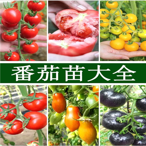 番茄圣女果西红柿苗辣椒苗茄子苗甜瓜苗寿光蔬菜秧苗大全种子孑 - 图0