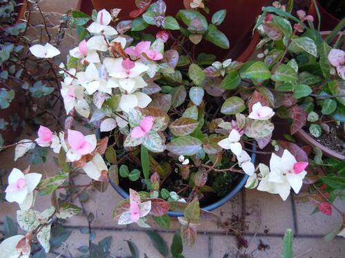 花叶黄金五彩络石绿植盆栽藤蔓垂吊兰好养阳台庭院植物彩叶草花 - 图0