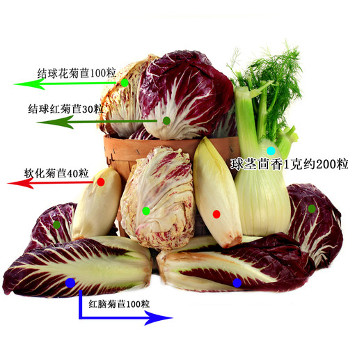 软化菊苣种子 特菜种子 菊苣种子蔬菜种子 可以生吃 口感脆嫩 - 图1
