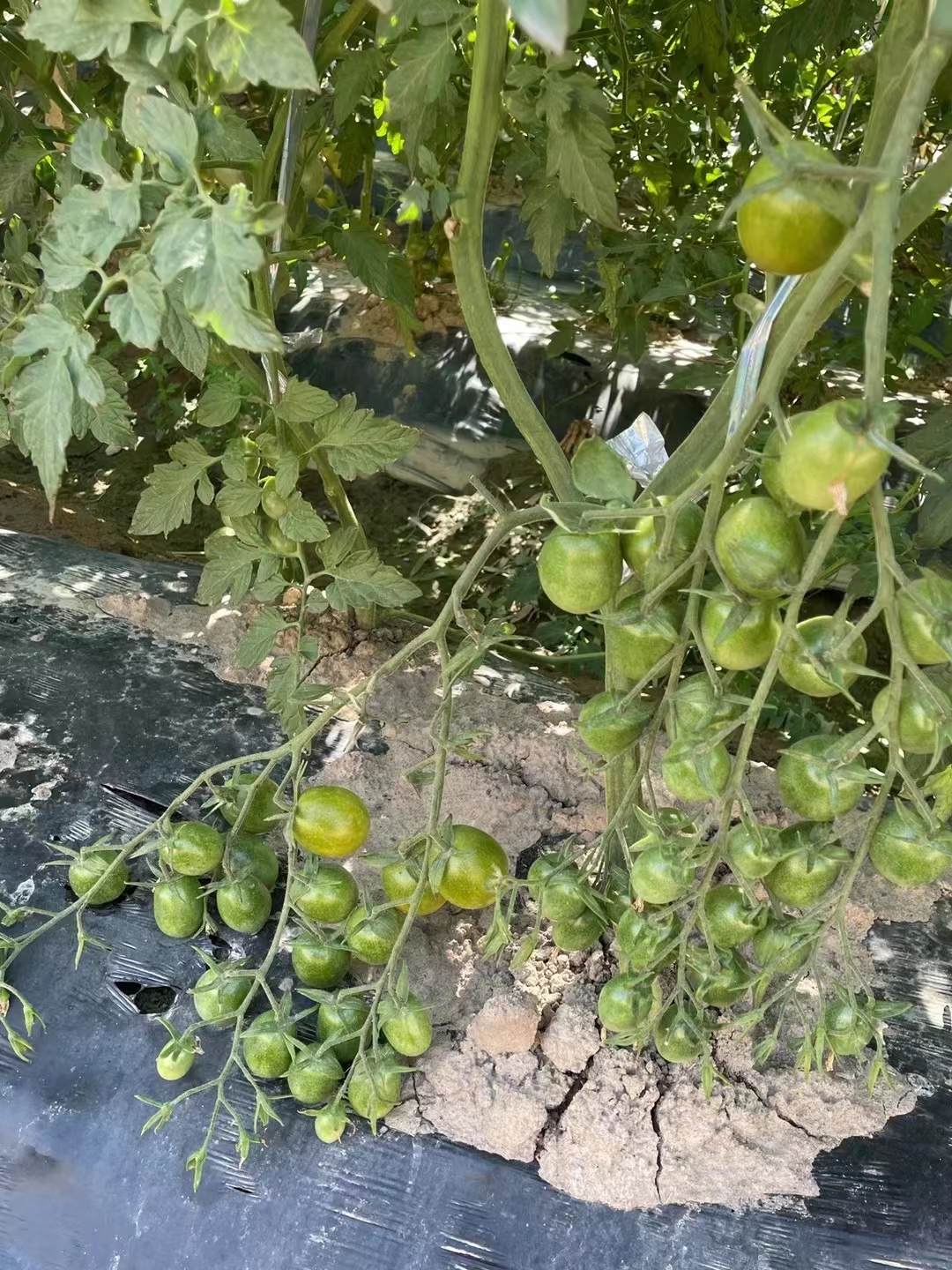 超甜绿宝石樱桃番茄西红柿圣女果四季可盆栽春季蔬菜水果种子籽孑-图1