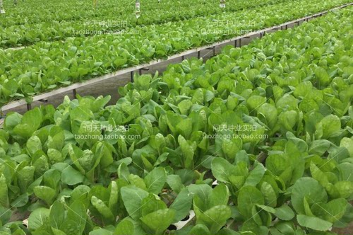四季小白菜快菜可食用盆栽春夏秋冬菜园农家适合新手蔬菜种子籽孑 - 图2