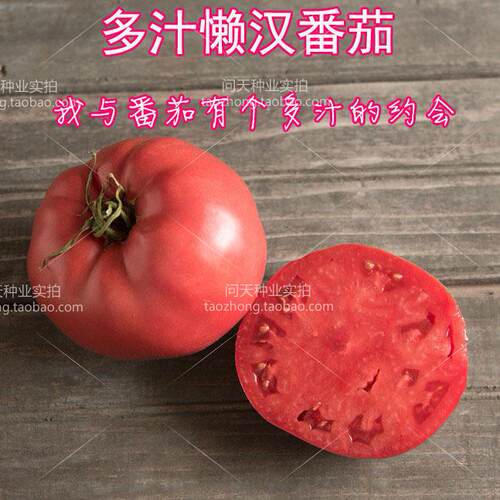 多汁懒汉番茄毛粉可留种西红柿水果蔬菜种子孑苗秧籽沙瓤四季 - 图0