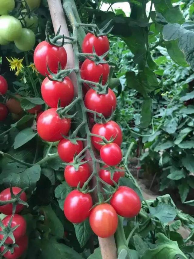 改良千禧瀑布番茄四季圣女果春季小西红柿种子籽苗季盆栽蔬菜种孑 - 图0
