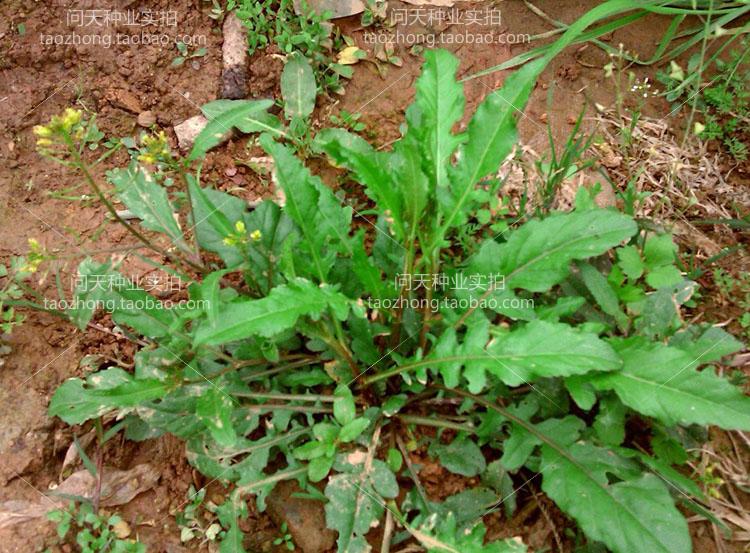 野生荠荠菜野菜种子四季可盆栽简单农家生菜春秋冬季蔬菜种子籽孑