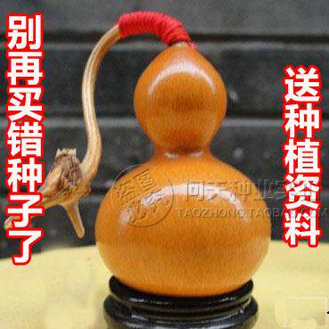 微型手捻文玩葫芦花蔬菜巨型宝葫芦种子孑苗铁包金约长4厘米 - 图1