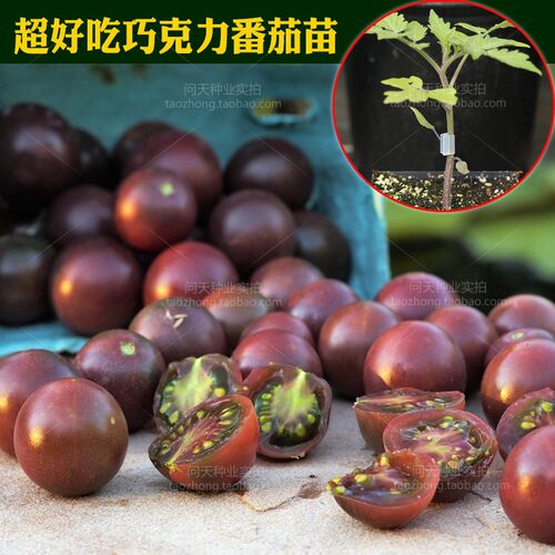 黑珍珠巧克力樱桃番茄西红柿圣女果水果春播蔬菜种子苗秧孑籽四季 - 图1