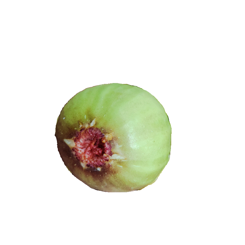 耐寒无花果树苗青皮盆栽地栽大果南北方种植当年结果四季易活 - 图3