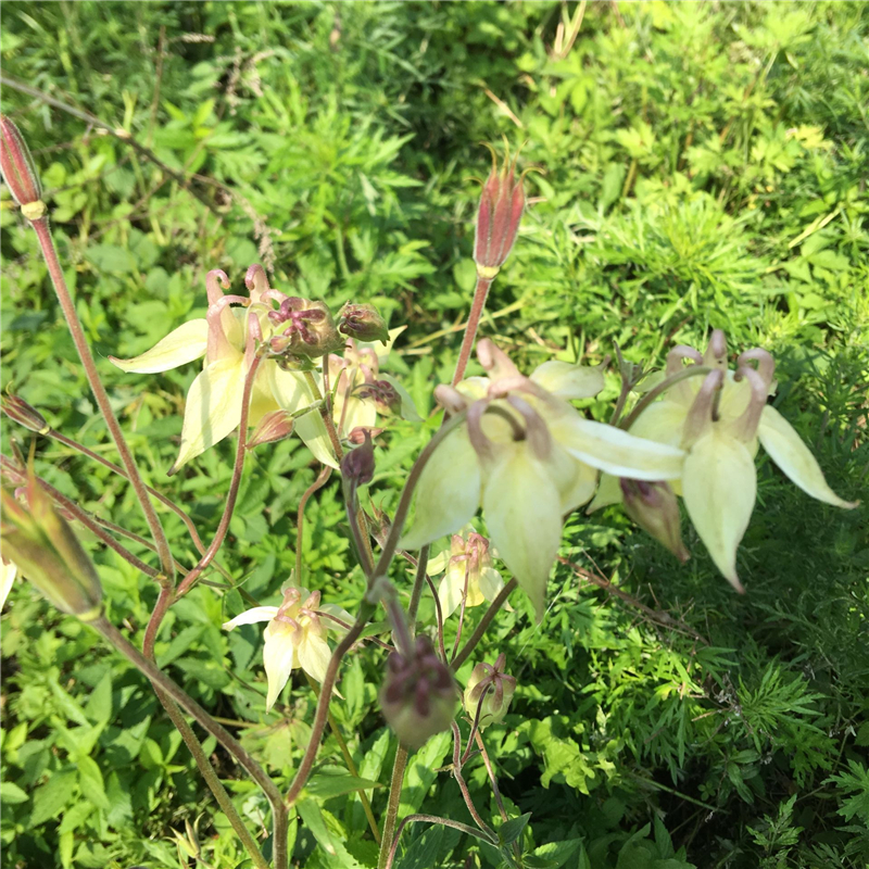 耧斗菜种子种苗阳台庭院室内盆栽漏斗菜新奇花卉绿植南北方种植-图3