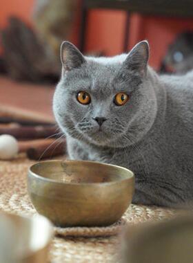 海豚恋歌纯手工静心冥想铜颂钵