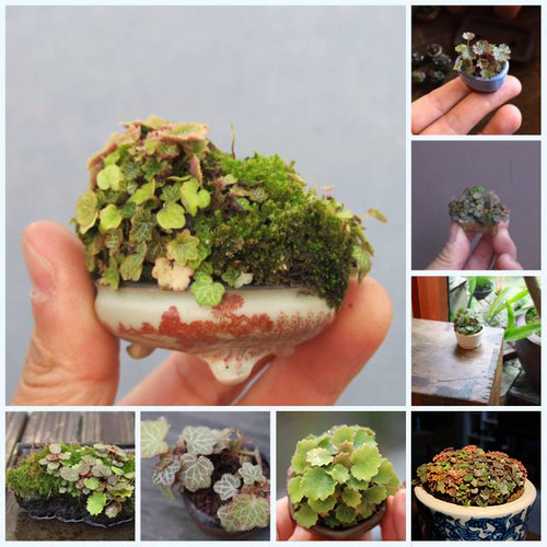 正宗姬虎耳姬雪之下虎耳草日本山野草苔藓菖蒲吸水石微型盆栽植物 - 图2