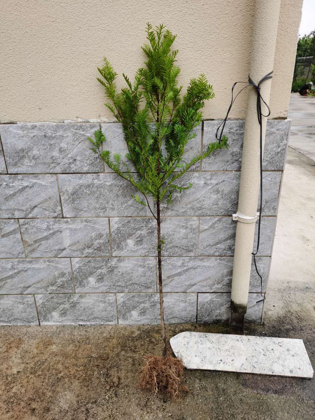 正宗南方红豆杉带果树苗地栽盆栽名贵耐寒大型植物吸甲醛四季常青 - 图1