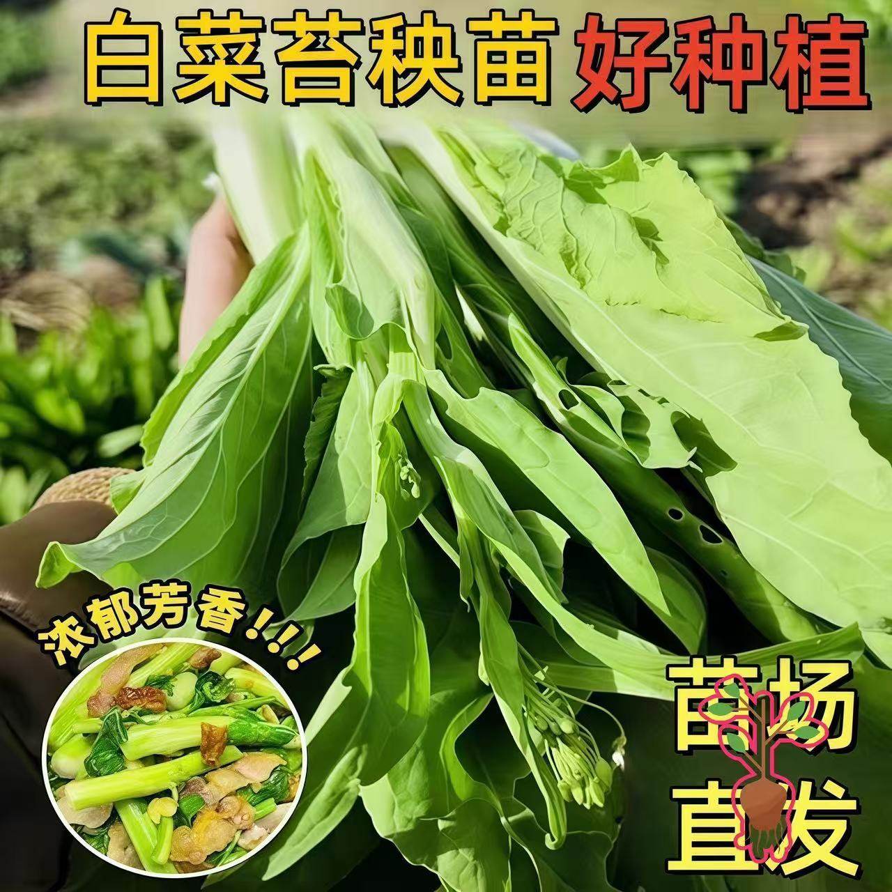 【新品上市】广州白菜苔苗芽多多叶清甜四季种多次采菜心苗易活,淘宝优惠券,粉丝福利购,淘宝优惠卷