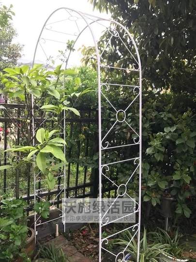 Садовая беседка из клематиса в европейском стиле