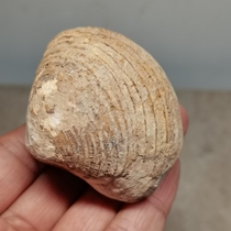 African Sahara Desert shells fossil natural raw stone ML1690a5 (no bargain price)