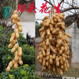 Моделирование овощей и фруктовых струн фермерская музыкальная музыка, ресторан