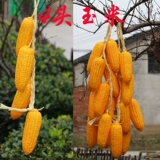 Моделирование овощей и фруктовых струн фермерская музыкальная музыка, ресторан